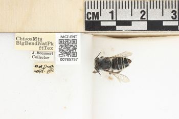Media type: image;   Entomology 785757 Aspect: labels